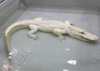 /album/fotogalerie-zoo-protivin-krokodyli-zoologicka-zahrada/albinoticky-aligator-v-krokodyli-zoo-protivin-jpg/
